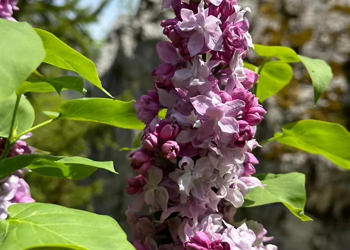 Orman Evi & Rilindja Valbone