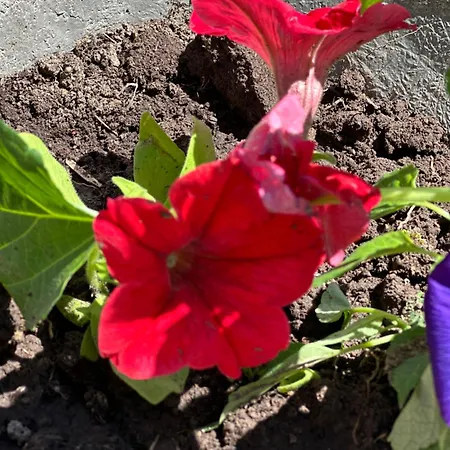 & Rilindja * ヴァルボナ